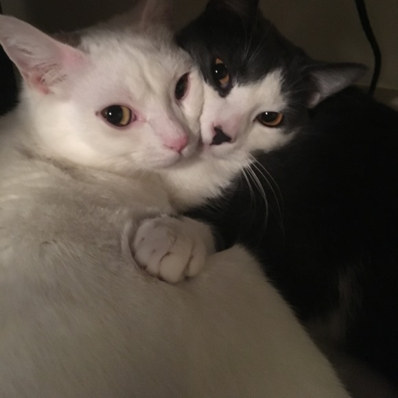 Meet your Posher, M paige - Picture 1 of 1